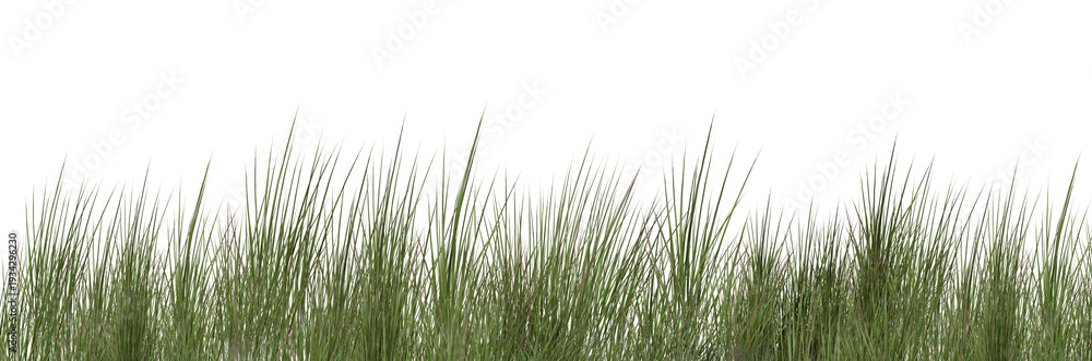 Obraz premium green grass isolated on white/Fresh green grass border isolated on white background with copy space, ideal for nature banners, landscaping designs, and eco-themed projects.