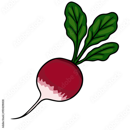 Isolated vector illustration of a fresh, vibrant radish with green leaves