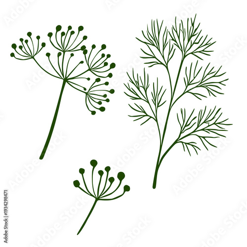 Elegant vector illustration of dill plant sprigs and seed heads in dark green, isolated on white background.