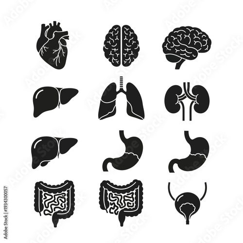 A collection of black and white icons depicting human organs