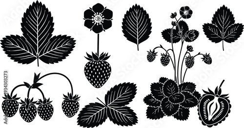 Minimalist botanical vector art close up strawberry plant with ripe berries leaves flower cluster and cut fruit arranged in flat isolated black silhouette ornamental detailed veins