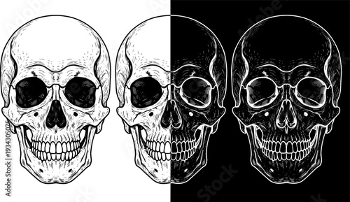 Human skull illustration in three styles, black ink on white, split contrast, white ink on black, anatomical drawing, artistic contrast concept