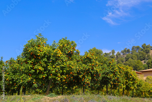 Abundant orange trees laden with ripe fruit under a clear blue sky in a sunny orchard