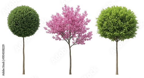 Three trees with round tops and different foliage for landscaping