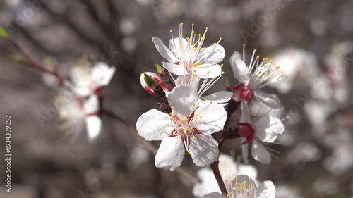 Close-up of delicate white peach blossoms (Prunus persica) blooming in springtime. Soft focus floral background with sky copy space,Fresh white peach tree flowers in full bloom during spring season. 