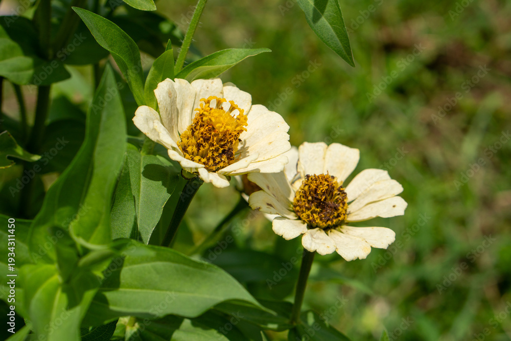 Obraz premium Two white zinnia flowers in a field background. Close-up of two zinnia flowers.
