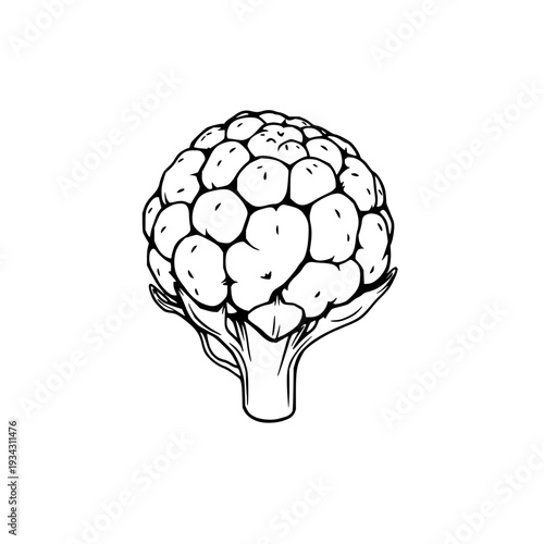 Detailed cauliflower silhouette showcasing its distinctive bumpy texture and compact clustered crown with a neat wrap of short green leaves