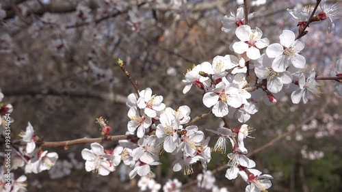 white peach blossoms (Prunus persica) blooming in springtime. Soft focus floral background  with white peach tree flowers in full bloom during spring season 