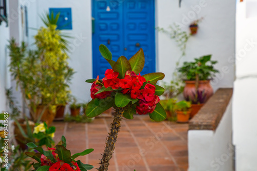 Vibrant red crown of thorns flowers bloom in a sunlit courtyard with a blue door