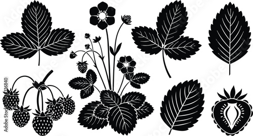 Botanical silhouette close up wild strawberry plant with multiple leaves ripe fruit cross section and small white flowers studio style flat vector isolated white background minimal
