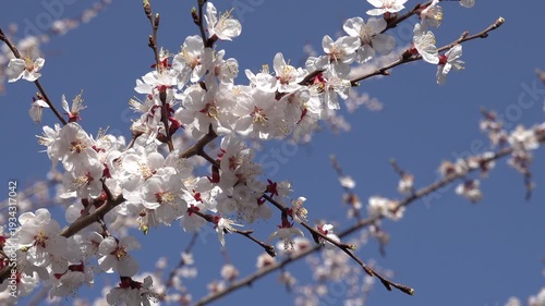 Close-up of delicate white peach blossoms (Prunus persica) blooming in springtime. Soft focus floral background with sky copy space,Fresh white peach tree flowers in full bloom during spring season.  