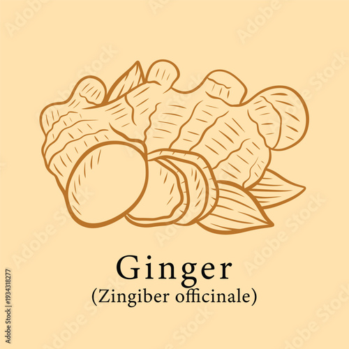 Ginger Root Engraving Illustration with Zingiber Officinale Botanical Vintage Hand Drawn Herbal Medicinal Plant Design