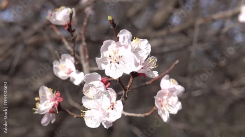 Close-up of delicate white peach blossoms (Prunus persica) blooming in springtime. Soft focus floral background with sky copy space selected focus 