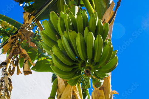 Bunch of unripe green bananas hanging from a tree against a bright blue sky