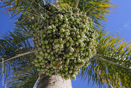 Close-up of a cluster of unripe green palm fruits hanging from a tropical tree