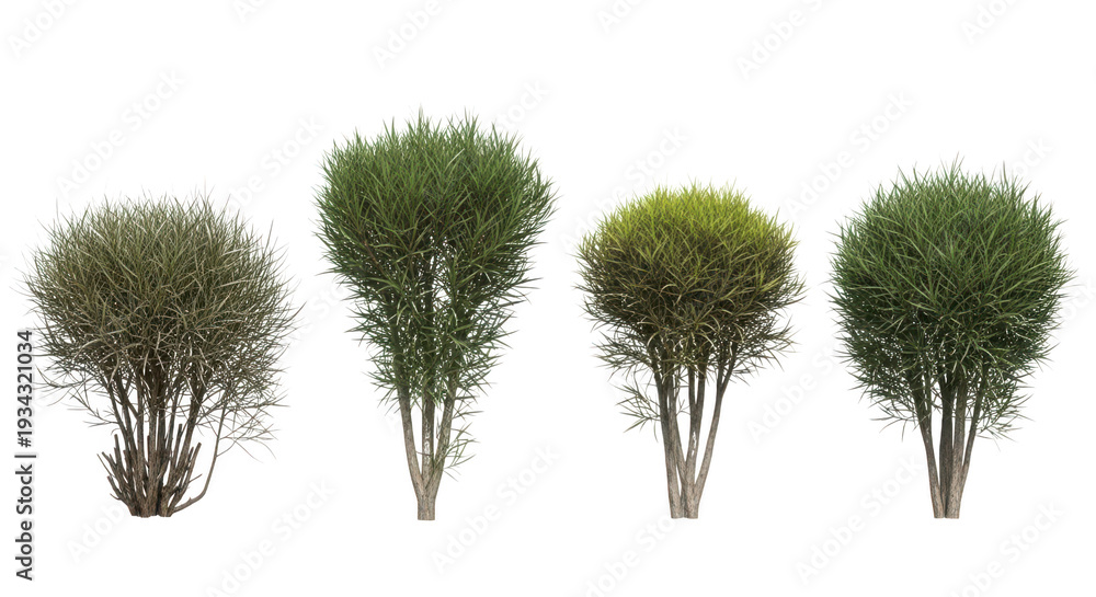 Fototapeta premium Four different green trees with unique foliage on transparent background