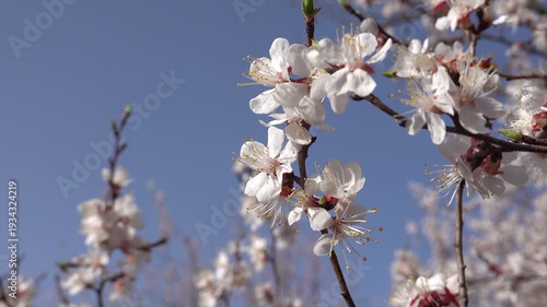 White peach blossoms swaying in the wind against a clear blue sky background. Spring floral nature scene with moving branches.