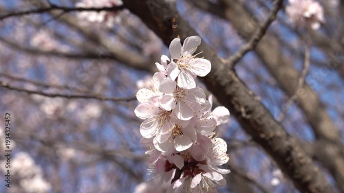 Beautiful blooming white peach flowers on a branch under bright sunlight. Minimalist spring aesthetic with soft breeze and selected focus 