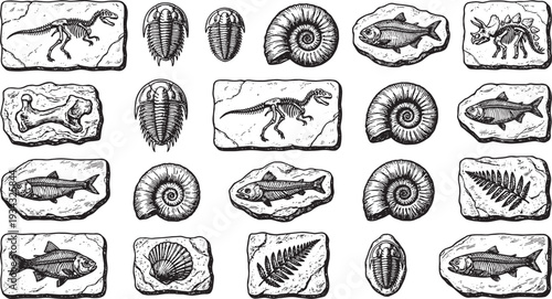 Ancient relics of the past come to life, as a captivating collection of diverse fossils, including marine life and ancient creatures, are intricately detailed in a black and white illustration.