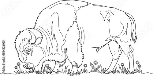 Bison grazing in grass with flowers buffalo animal mammal