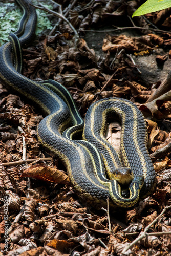 garter snakes mating on the dry old leaf litter on sunny day