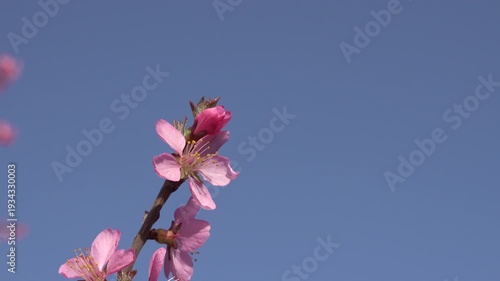 Close-up of delicate pink Sakura flowers on branches with blue sky background. Soft focus, dreamy spring aesthetic, and romantic floral atmosphere