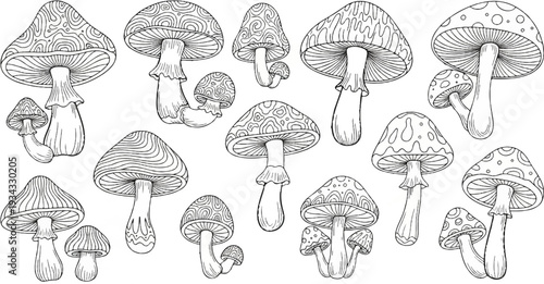 A collection of hand-drawn mushrooms with intricate patterns on their caps
