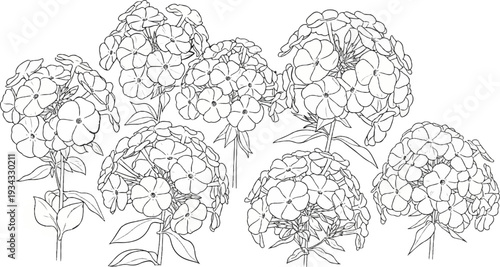 A delicate line drawing of blooming flowers, presented in monochrome