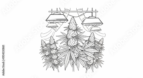 Buds of a flowering plant under grow lights, with leaves visible