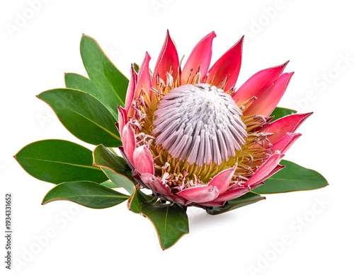 Blooming protea flower with pink bracts & center, lush green leaves, isolated on white background in a studio setting