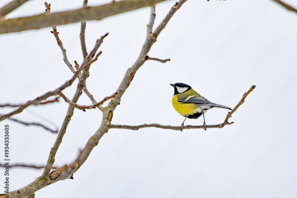 Obraz premium A great tit stands poised on a simple winter twig with pale sky behind. Clean lines and open space highlight the graceful profile and vivid colors. Minimal woodland elegance in cold air.