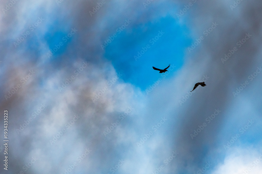 Fototapeta premium Against soft clouds two raptors drift together in calm daylight. Their silhouettes and steady wings trace parallel paths and invite thoughts of harmony balance and wide horizons