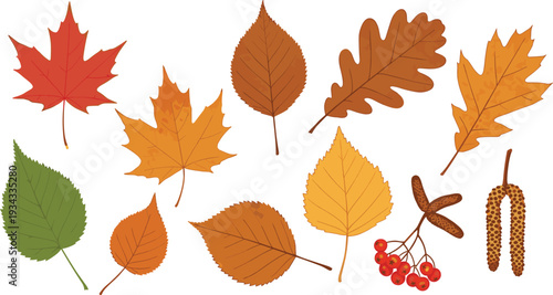 Autumn Leaves Collection with Maple, Oak, Birch and Colorful Fall Foliage Elements Vector Illustration Set