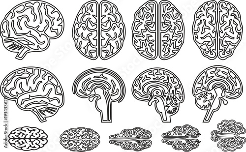 Detailed illustrations of human brain anatomy from various angles