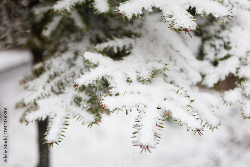 Konstfotografi Conifer branches carry fluffy snow in a serene outdoor setting with gentle flake