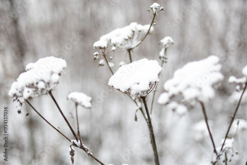 Billede på lærred Snow gathers on rounded seed heads held by thin stems while a calm background gl