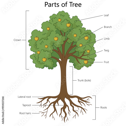 tree showing labeled parts including roots, trunk, branches, leaves, crown and fruit for biology learning diagram hand drawn schematic vector. Science educational illustration