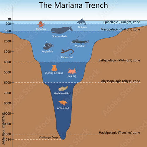 Mariana Trench showing ocean depth zones and deep sea creatures from sunlight zone to Challenger Deep diagram hand drawn schematic vector. Science educational illustration
