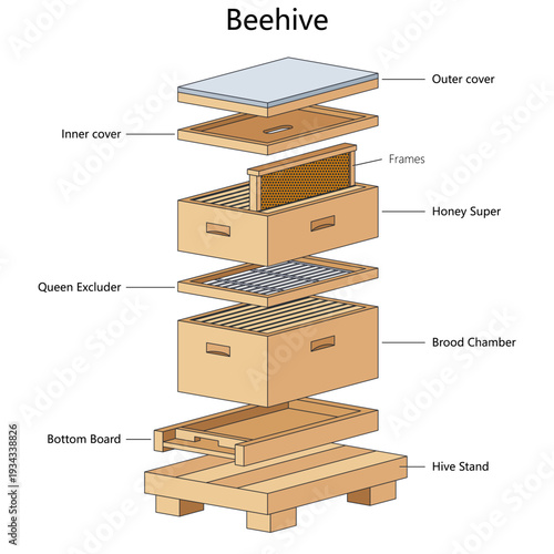 beehive showing outer cover, honey super, brood chamber, queen excluder and hive stand for educational purposes diagram hand drawn schematic vector. Science educational illustration