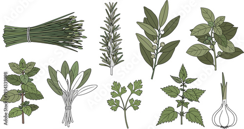 Hand Drawn Culinary Herbs Collection with Rosemary, Sage, Mint, Parsley, Bay Leaves and Garlic Botanical Vector Illustration Set