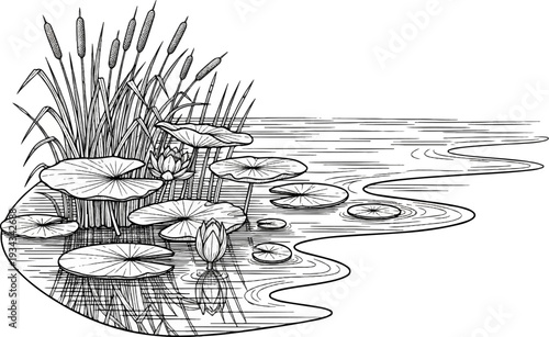 Line drawing of cattails and lily pads on a pond's surface