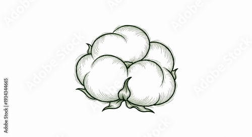 A detailed sketch of a fluffy cotton boll with green outlines