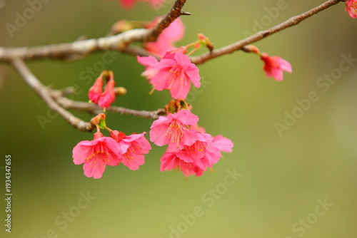 Cherry Blossoms blooming on the branches with soft background 
