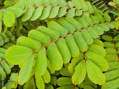 senna alata plants in the morning