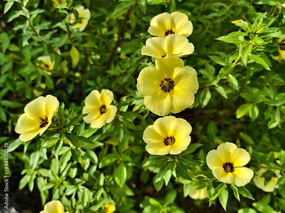 Obraz premium Damiana flower in the morning