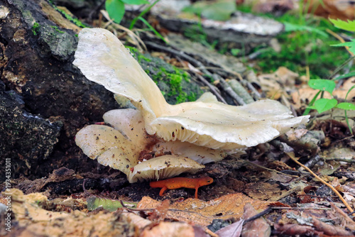 oyster mushrooms and eastern newt eft hiding under in the forest