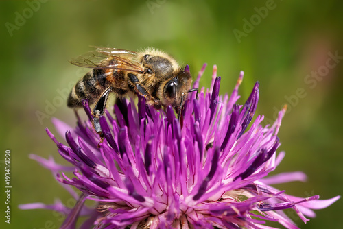 Westliche Honigbiene (Apis mellifera) Makro auf der lila Blüte einer Skabiosen-Flockenblume (Centaurea scabiosa) - Sulz am Neckar, Deutschland