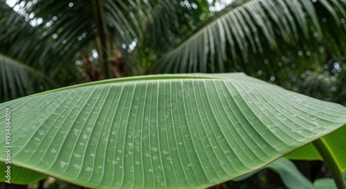 Large, textured, light-green banana leaf with water droplets, against blurry greenery