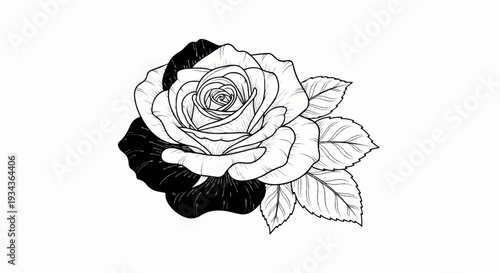 Detailed sketch of a rose with one dark petal and surrounding leaves
