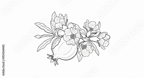 Detailed ink illustration of a single pomegranate fruit with blossoms and leaves